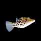 Canthigaster leoparda M