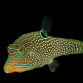 Canthigaster papua M