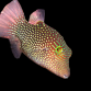 Canthigaster solandri M