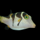 Canthigaster valentini M