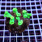 Caulastrea furcata full green MEDIUM Indonésie