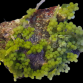 Caulerpa racemosa M