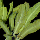 Caulerpa sertularoides M