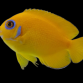 Centropyge flavissima 5cm