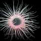 Cerianthus membranaceus M coloured