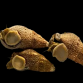 Cerithium echinatum M (Lot de 10)