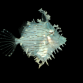 Chaetodermis penicilligerus 5-8 cm