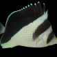 Chaetodon burgessi 5-7 cm