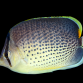Chaetodon guttatissimus 4-7 cm