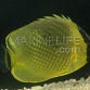 Chaetodon rafflesii