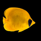 Chaetodon semilarvatus Adulte 4-6 cm
