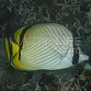 Chaetodon vagabundus