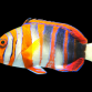 Choerodon fasciatus 12-15cm AUSTRALIE
