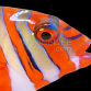 Choerodon fasciatus 12-15cm AUSTRALIE
