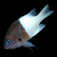 Chromis margaritifer 3-5 cm