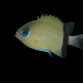 Chromis retrofasciata 2-4cm