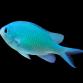 Chromis viridis 3-4cm