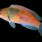 Cirrhilabrus ryukyuensis Femelle