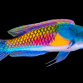 Cirrhilabrus ryukyuensis M&acirc;le