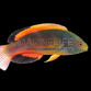 Cirrhilabrus scottorum 8-10cm