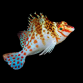 Cirrhitichthys falco 2-4cm