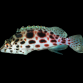 Cirrhitichthys oxycephalus 4-6cm