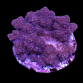 Cladiella sp. M