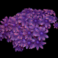 Clavularia sp. M Blue