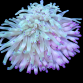 Condylactis gigantea M - Couleurs assorties