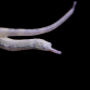 Corythoichthys intestinalis M