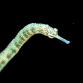 Corythoichthys polynotatus M
