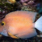 Ctenochaetus flavicauda M