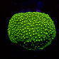 Cyphastrea spp selected N01