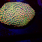 Cyphastrea spp selected N02