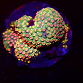 Cyphastrea spp selected N04