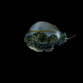 Cypraea annulus 2-3 cm