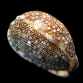 Cypraea arabica M