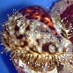 Cypraea tigris 6-10 cm