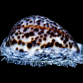 Cypraea tigris 6-10 cm