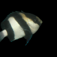 Dascyllus aruanus 2-3cm