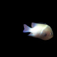 Dascyllus marginatus M
