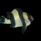 Dascyllus melanurus 2-3 cm