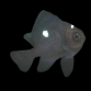 Dascyllus trimaculatus 2-3 cm