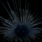 Diadema savignyi M