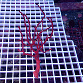 Diodogorgia nodulifera red 01 Caraïbes