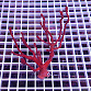 Diodogorgia nodulifera red 02 Caraïbes
