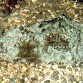 Dolabella auricula 5-6 cm PROMO