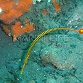 Dunckerocampus pessuliferus
