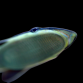 Echeneis naucrates <15 cm