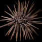 Echinometra mathaei <7 cm